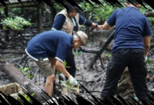 Telkom Kolaborasi dengan AYS Indonesia untuk Pemulihan Ekosistem Alam di Tarakan