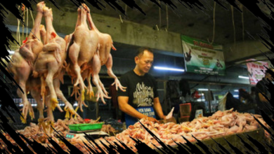Mendag Pertahankan Harga Daging Ayam Rp 40 Ribu Per Kg untuk Kesejahteraan Konsumen dan Peternak