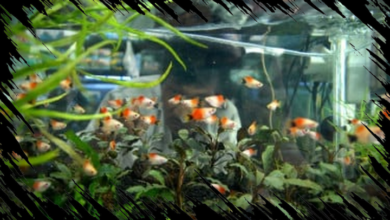 5 Ide Bisnis Ikan Hias dengan Potensi Nilai Jual Tinggi yang Perlu Anda Ketahui