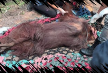Orangutan Kalimantan Ditemukan Lemah Diduga Terpapar Asap Kebakaran Hutan