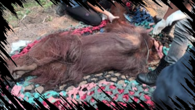 Orangutan Kalimantan Ditemukan Lemah Diduga Terpapar Asap Kebakaran Hutan