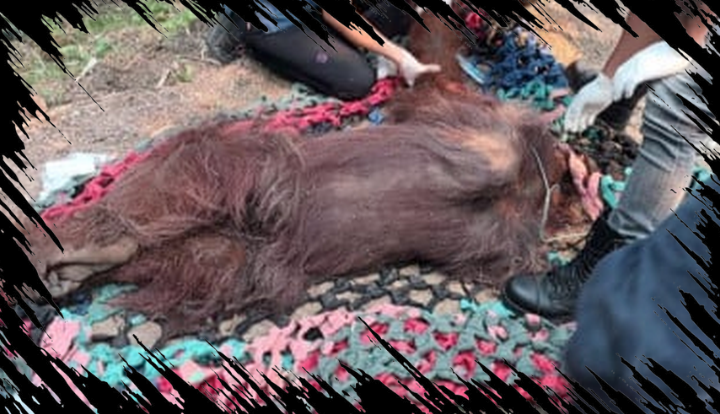 Orangutan Kalimantan Ditemukan Lemah Diduga Terpapar Asap Kebakaran Hutan Orangutan Kalimantan Ditemukan Lemah Diduga Terpapar Asap Kebakaran Hutan