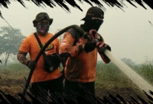 Karhutla Melanda IKN, BNPB Laporkan 734,81 Hektare Lahan Gambut Terbakar