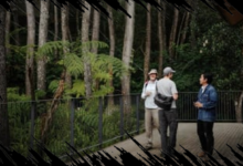 Hutan Memerlukan Proses Panjang untuk Pulih Kembali, Tidak Bisa Dalam Semalam