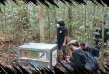 Delapan Orang Utan Korban Karhutla Dilepasliarkan ke Hutan Lindung di Ketapang
