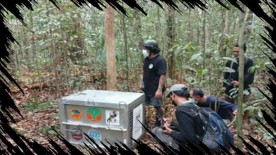 Delapan Orang Utan Korban Karhutla Dilepasliarkan ke Hutan Lindung di Ketapang