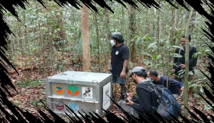 Delapan Orang Utan Korban Karhutla Dilepasliarkan ke Hutan Lindung di Ketapang