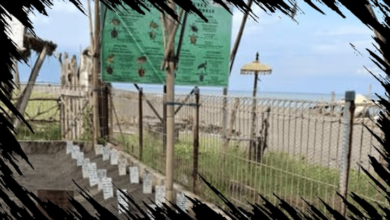 Nelayan Pantai Biaung Berperan Aktif dalam Pelestarian Penyu Lekang dengan Ribuan Tukik Dilepasliarkan